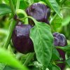 BIO Paprika Babybell chocolate - Capsicum annuum - semená papriky - 10 ks