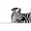 Foto obraz akrylový do obývačky Zebra v snehu 100x50 cm