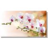 Dimex, obrazy na plátne Dimex - Biela orchidea 90 x 50 cm