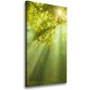 Vertikálny foto obraz na plátne Slnko v lese 50x100 cm