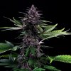 Kannabia Seeds - Swiss Dream Rosé Auto CBD 3 ks - Semená neobsahujú THC