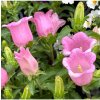 Zvonček záhradný Champion F1 Pink - Campanula medium - semená zvončeka - 15 ks