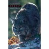 Kevin Hansen - Bobcat