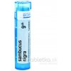Sambucus Nigra gra.1 x 4 g 9CH