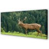Obraz na plátne Jeleň v poli 100x50 cm