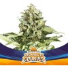 BSF Seeds - Double Cookies Auto 4 ks - Semienka neobsahujú THC