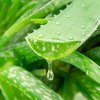 Aloe vera - Barbadensis miller - osivo aloe - 6 ks