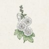 Jora Dahl Alcea rosea 