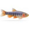 Aquascaperi Razbora Barmská - Danio erythromicron