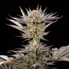 Silent Seeds Exotické semená kanabisu Lemon Tree 2.0 od Lemon Tree Feminized 10 ks