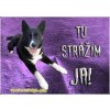 Pozorpes.sk, výstražná tabuľka (Karelský medvedí pes)