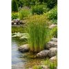 Šáchor dlhý (Cyperus longus) - výška 10-20 cm, kont. P9