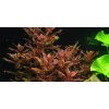 Rotala macrandra 1-2 Grow!