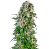 Sensi Seeds Cannabis Seeds Big Bud Automatic® Feminized, 3-10 ks 10 ks