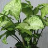 Syngonium white butterfly