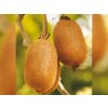 Kiwi Zakarpacie 15-30 cm, kont. 0,5 l