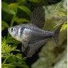 Hyphessobrycon megalopterus