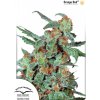 Dutch Passion Orange Bud neobsahuje THC 10 ks