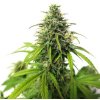 Blimburn Seeds - AK Auto 6 ks - semená neobsahujú THC