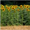 Slnečnica King Kong - Helianthus annuus - predaj semien - 6 ks