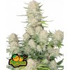 Fast Buds Cannabis Seeds Apricot Auto 3 ks