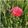BIO Nevädza červená - Centaurea cyanus - semená nevädze - 50 ks