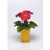 Gerbera jamesonii Colorbloom Deep Rose Light Eye 1000 semien