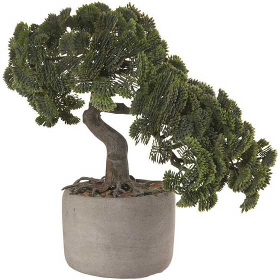 ASA Selection Bonsai CYPRÍS vr. kvetináče