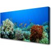 Obraz Canvas Koralový útes príroda 100x50 cm