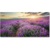 Foto obraz sklo tvrzené pole levanduľa 100x50 cm