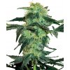 Sensi Seeds Cannabis Seeds White Ice Feminizované od White Label, 3-10 ks 10 ks
