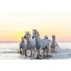 Plagát, Obraz - Camargue white horses running in water at sunset, Peter Adams, 40 × 26.7 cm