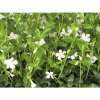 Zimozeleň menšia FloraSelf Vinca minor 'Alba' balenie 6 ks biela