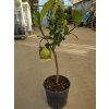 Citrus Cedro max - cedrát - výška 110-130cm