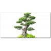 Foto obraz akryl zvislý do obývačky Bonsai 100x50 cm