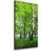 Vertikálny foto obraz canvas Brezový les 50x100 cm