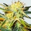 Nirvana Ice regular semena neobsahují THC 10 ks
