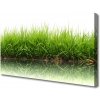 Obraz na plátne Tráva príroda rastlina 100x50 cm