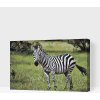 Vymalujsisam.sk Maľovanie podľa čísiel - Zebra vo voľnej prírode Veľkosť: 40x60cm, Rám: Na plastovej doske