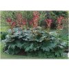 Rebarbora dlaňovitá (Rheum Palmatum L.) semená 30 kusov