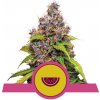 Royal Queen seeds Watermelon od neobsahují THC 5 ks