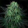 Propaganja Seeds - Dodgee Cherries 5 ks - semená neobsahujú THC