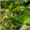 Paradajka White Cherry - Solanum lycopersicum - semená - 7 ks