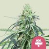 Royal Queen Seeds - Wedding Gelato 25 ks - Semienka neobsahujú THC