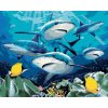 zuty Maľovanie podľa čísel - Žraloky a koralový útes (Howard Robinson), 40x50 cm, bez rámu a bez vypnutia p (8596530063247)