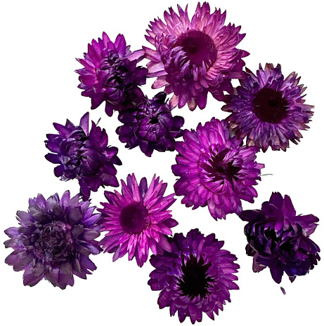 Sušené kvety slamienky hlavičky 10ks - tmavo fialové