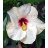 Ibištek Mallow Rose - Hibiscus moscheutos - semená - 5 ks