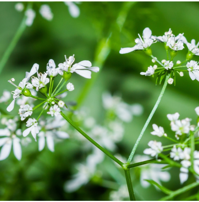 BIO koriander siaty - Coriandrum sativum - bio semená koriandra - 100 ks