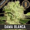 Blimburn Seeds Cannabis Seeds Dama Blanca Feminized 9 ks