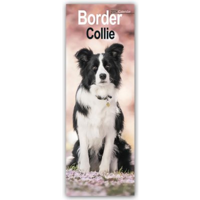 Border Collies 2024